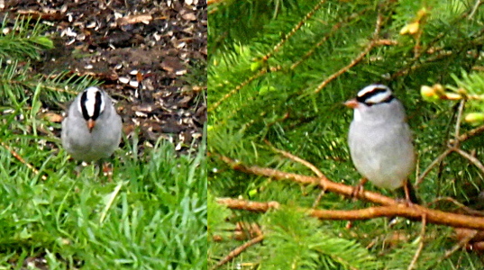 [Bird with black top, white underbelly, and a black and white striped head.]